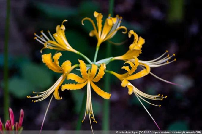 Spinlelie - Lycoris aurea