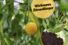 Gödsla citronträd ordentligt: ​​9 effektiva citrusgödselmedel
