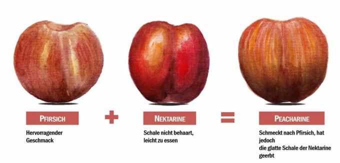 Peacharine Krustojums starp persiku un nektarīnu
