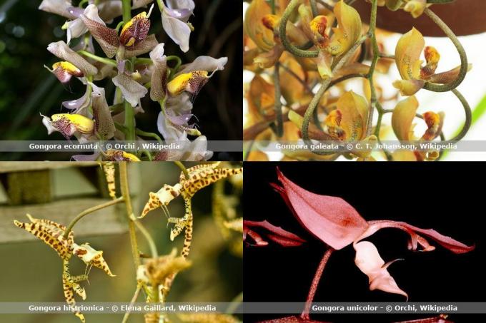 Druhy orchideí, Gongora