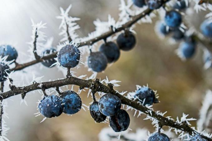 Berry blackthorn ditutupi dengan es