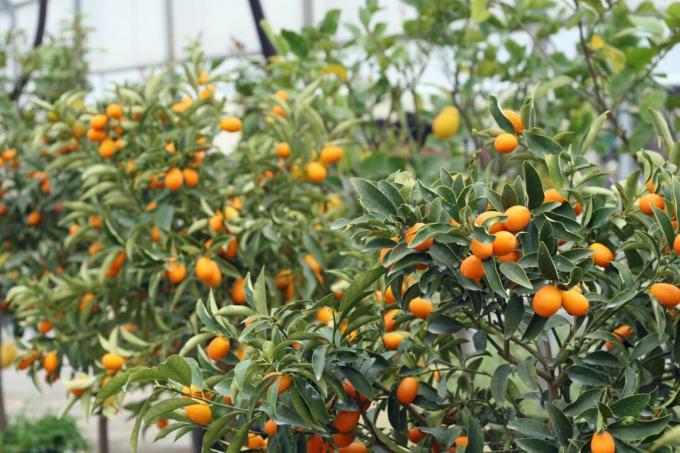 冬の柑橘類の植物
