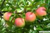 Variasi apel 'Elstar': pengalaman dengan pohon apel