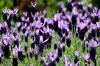 Franse lavendelbloesems: wetenswaardigheden over verzorging