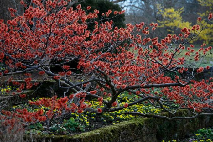 Rød trollhasselbusk i hagen