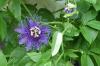 Hardy Passion Flower Species: De 3 mest kuldetolerante