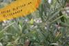 Las hojas del olivo se vuelven amarillas: ¿qué se debe hacer ahora?
