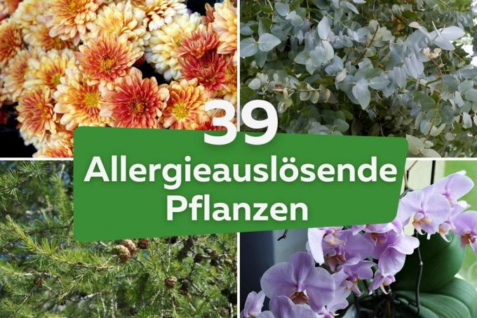 39 allergifremkallende planter