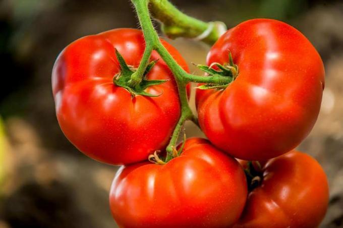 Červená ruská odrůda rajčat