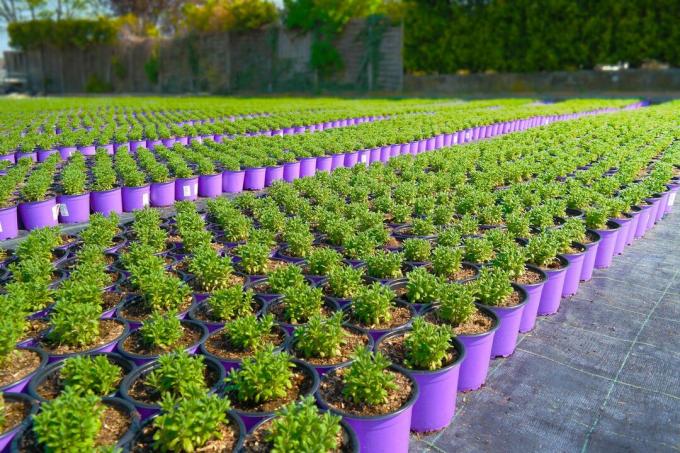 Field full of lavender in pots