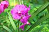 Ziektes bij orchideeën van A-Z met foto's