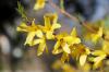 Cutting forsythia: when & how to proceed