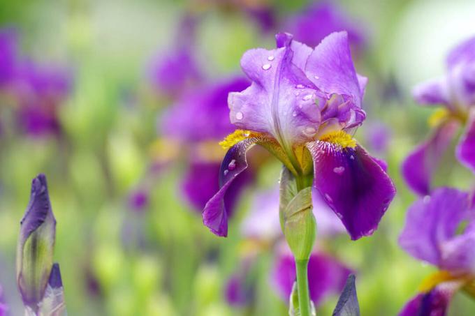 íris da flor em violeta