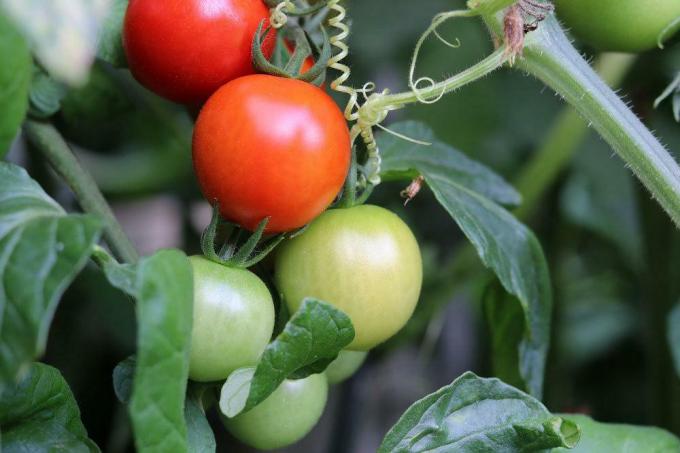 Grow tomatoes yourself in the garden