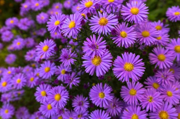Asters i blomst