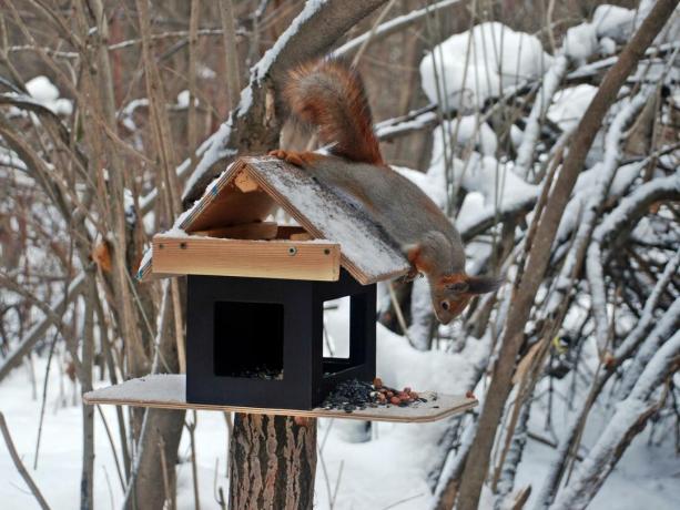 Veverița stă pe hrănitoarea pentru păsări