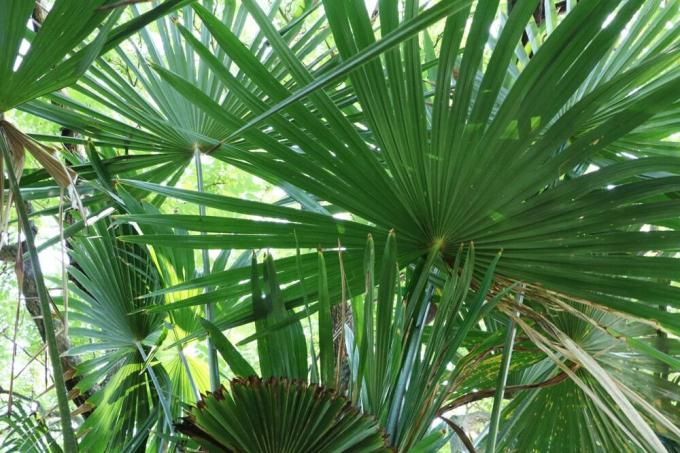 Mediterranean balcony plants - hemp palm