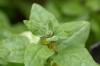 New Zealand Spinach: Sowing, Harvesting & Preparation