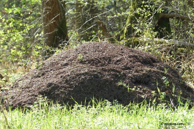 Perkelkite medines skruzdėles
