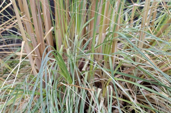 หญ้า Pampas - Cortaderia selloana