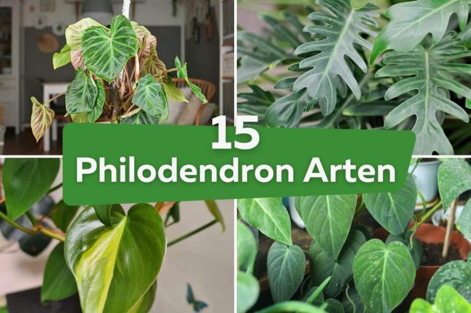 Philodendron-arter: 15 populære sorter