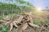 Maniok: brambora tropů