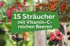 15 grmova s ​​bobicama bogatim vitaminom C