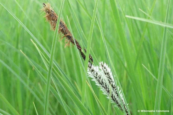 Тънък острица (Carex acuta), висока трева