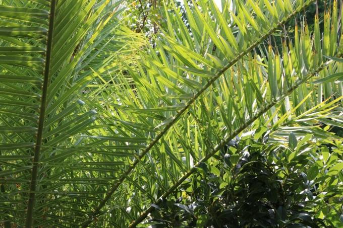 Datljeva palma - Feniks