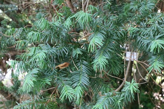 Yew - Taxus baccata
