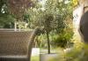 Оливковое дерево: средиземноморское дерево в саду