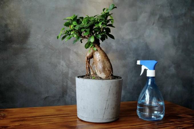 Ficus ginseng με μπουκάλι σπρέι