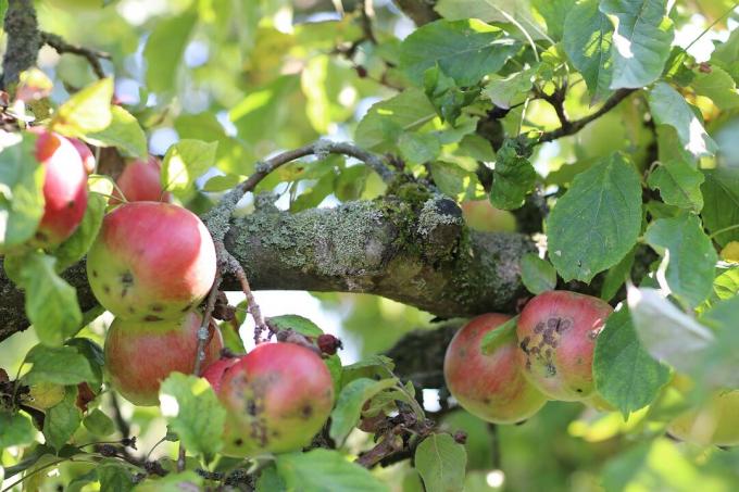Infestação de macieira de sarna de maçã