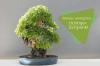 Kapan merepoting bonsai: waktu terbaik?