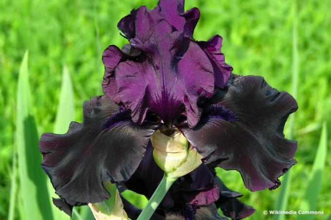 ไอริสเคราสูง (ดอกลิลลี่ดาบเคราสูง, wiss. การกำหนด Iris-Barbata-Elatior)