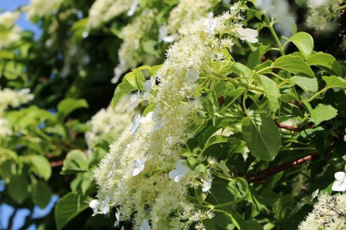 Climbing hydrangea grows very slowly in the first few years