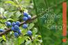 Is the sloe poisonous raw or can it be eaten?