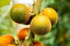 Луло: выращивание, уход и сбор урожая Наранхиллы