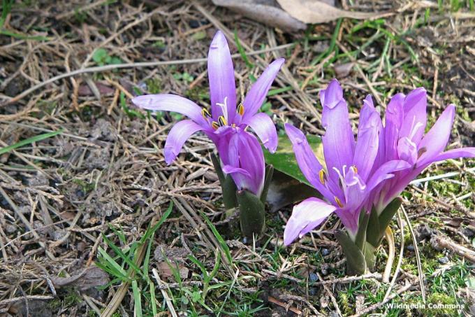 Пролећни светли цвет (Цолцхицум булбоцодиум), љубичасти ливадски цветови