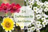 34 very fragrant garden flowers