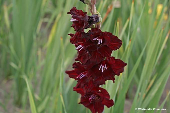 Гладиолус " Блэк Стар" (Gladiolus " Black Star"), цветки чёрные.
