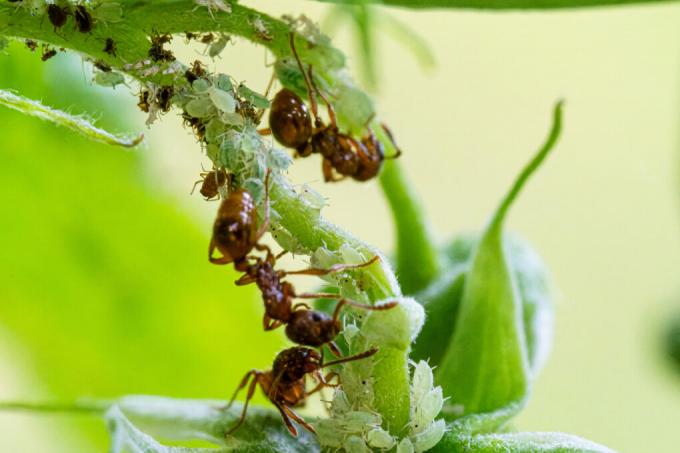 мрави на биљкама краставца