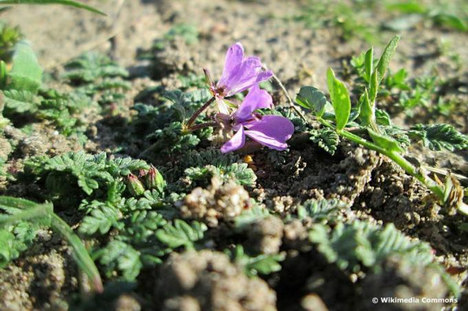 Becco di airone comune (Erodium cicutarium), fiori di prato viola