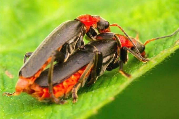 Kumbang prajurit - Cantharis fusca