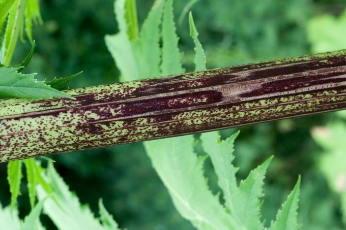 גזע של עשב ענק (Heracleum mantegazzianum)