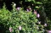 Plantation d'hibiscus: emplacement, calendrier et procédure