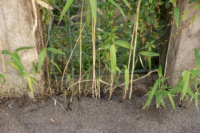 skader på bambus rhizomer