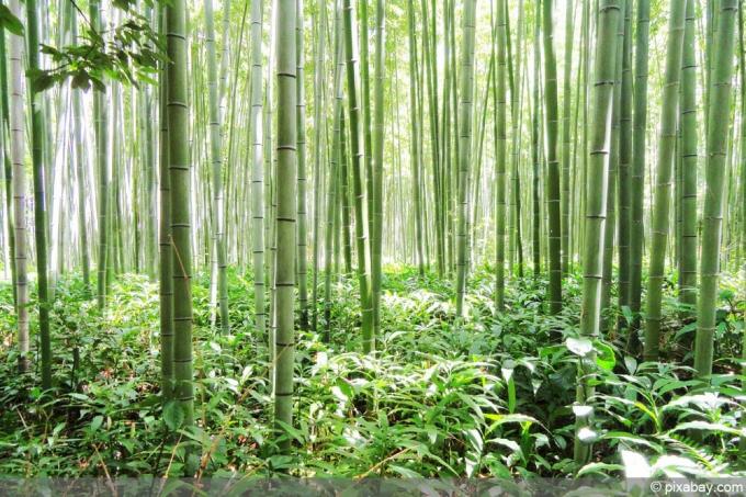 hiiglaslik bambus