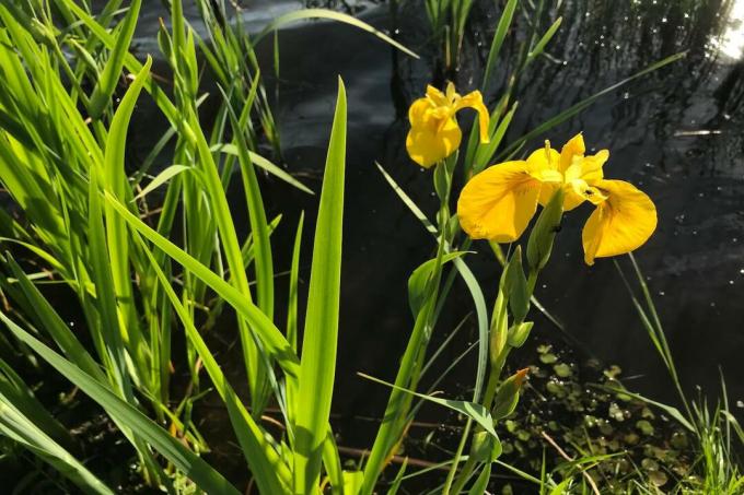 Swamp iris plants