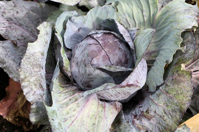 Júniusban vetni: vörös káposzta, magaságyásban téli zöldségek